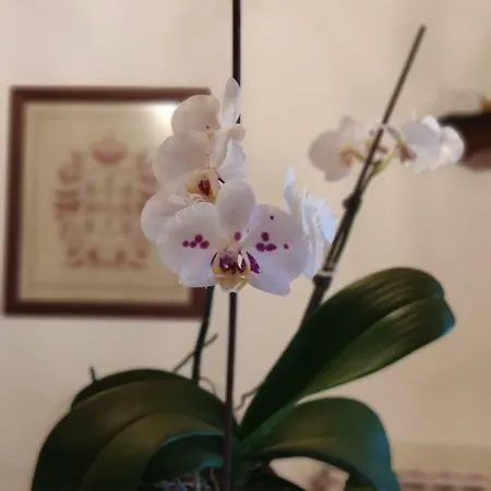 Casa Padre Alexandre Covide