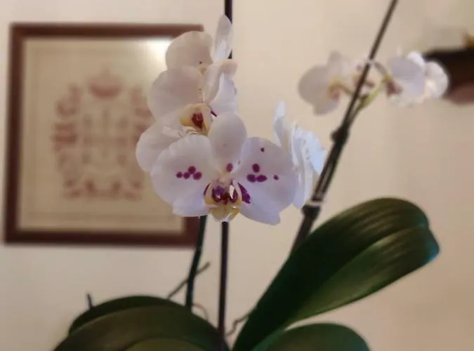 Casa Padre Alexandre Covide